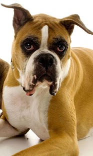 Lovely Dogs Wallpapers Screenshots 10