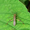 Alydid Bug