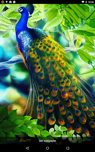 Peacock Live Wallpaper