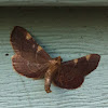 Yellow-Fringed Dolichomia Moth