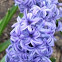 Hyacinth