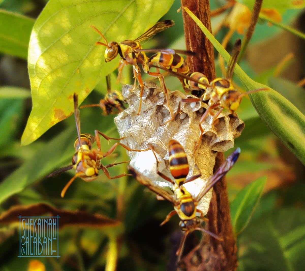 Paper Wasp