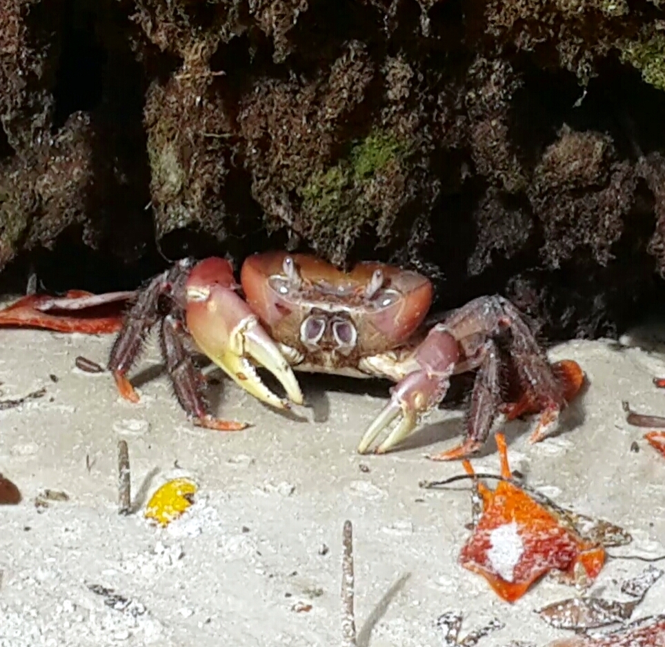 Land Crab Zanzibar (?)