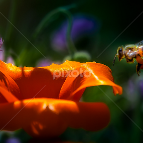 by Ken Bruce - Nature Up Close Other plants