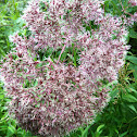 Joe Pye Weed