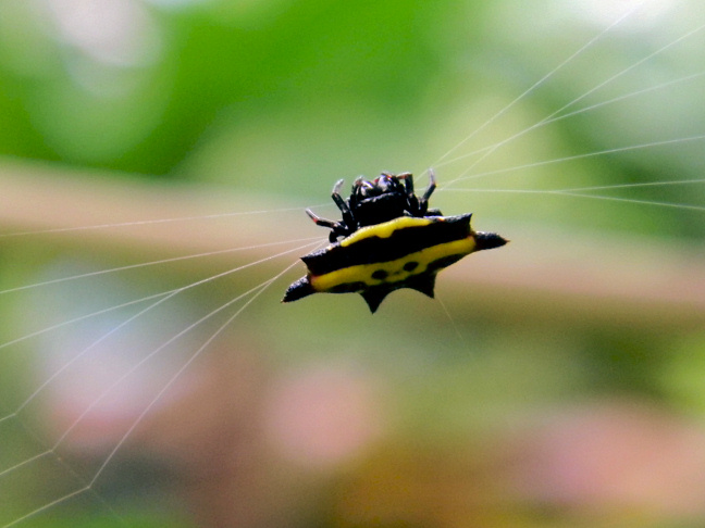 spiny orb-weaver spider