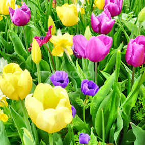 Awesome!!! by Daisy Palafox - Flowers Flowers in the Wild