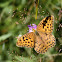 Silver-washed Fritillary