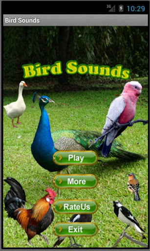 Bird Sounds