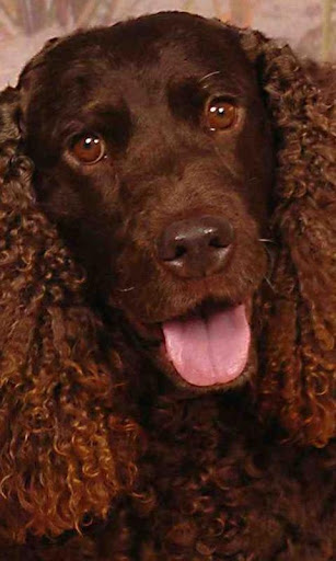 American Water Spaniel Puzzle