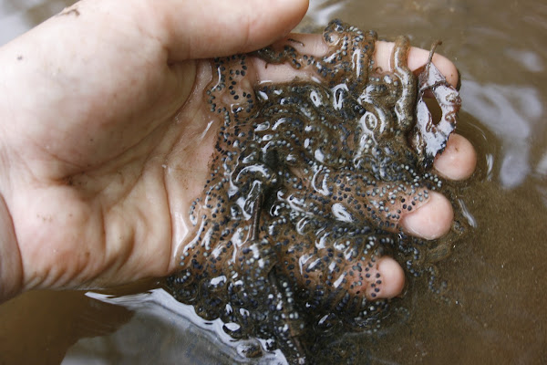Fowler's Toad Eggs | Project Noah