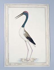 Ephippiorhynchus asiaticus ? (Zwarthalsooievaar)