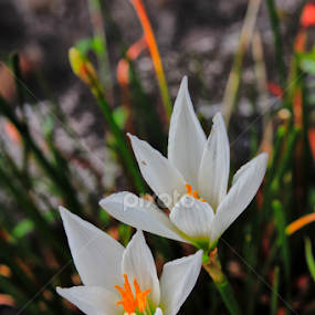 by Windz Sen - Flowers Tree Blossoms