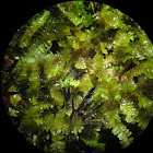 Redhead liverwort