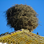 White Stork's Nest