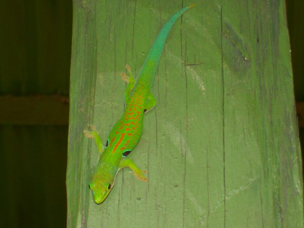 Four Spot Day Gecko 