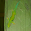 Four Spot Day Gecko 