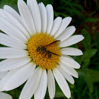 Wasp on a Daisy