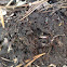 Small fire ant nest