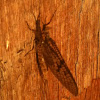 Brown drake mayfly