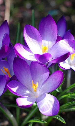 Violet Flowers Wallpapers