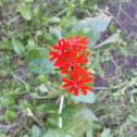 Maltese Cross