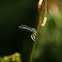 White-legged Damselfly