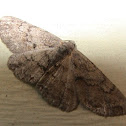 moth