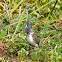 Tricolored Heron