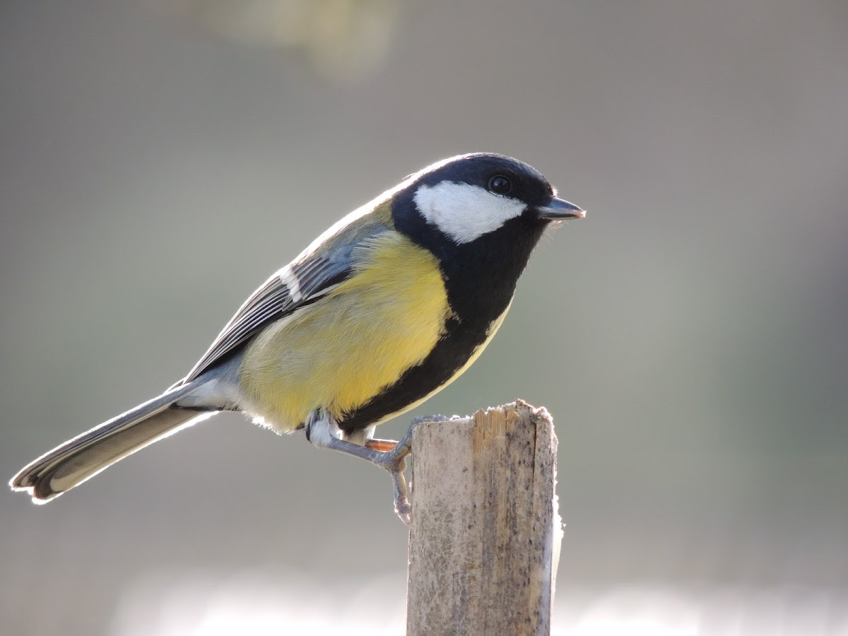 Mésange charbonnière