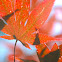 Smooth Japanese Maple, Fächerahorn