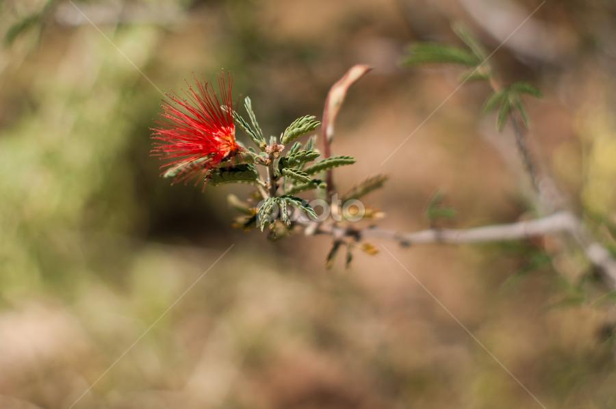 by Ryan Fabick - Novices Only Flowers & Plants