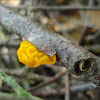 Tremella mesenterica