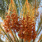 Canary island date palm fruits