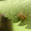 unknown spider