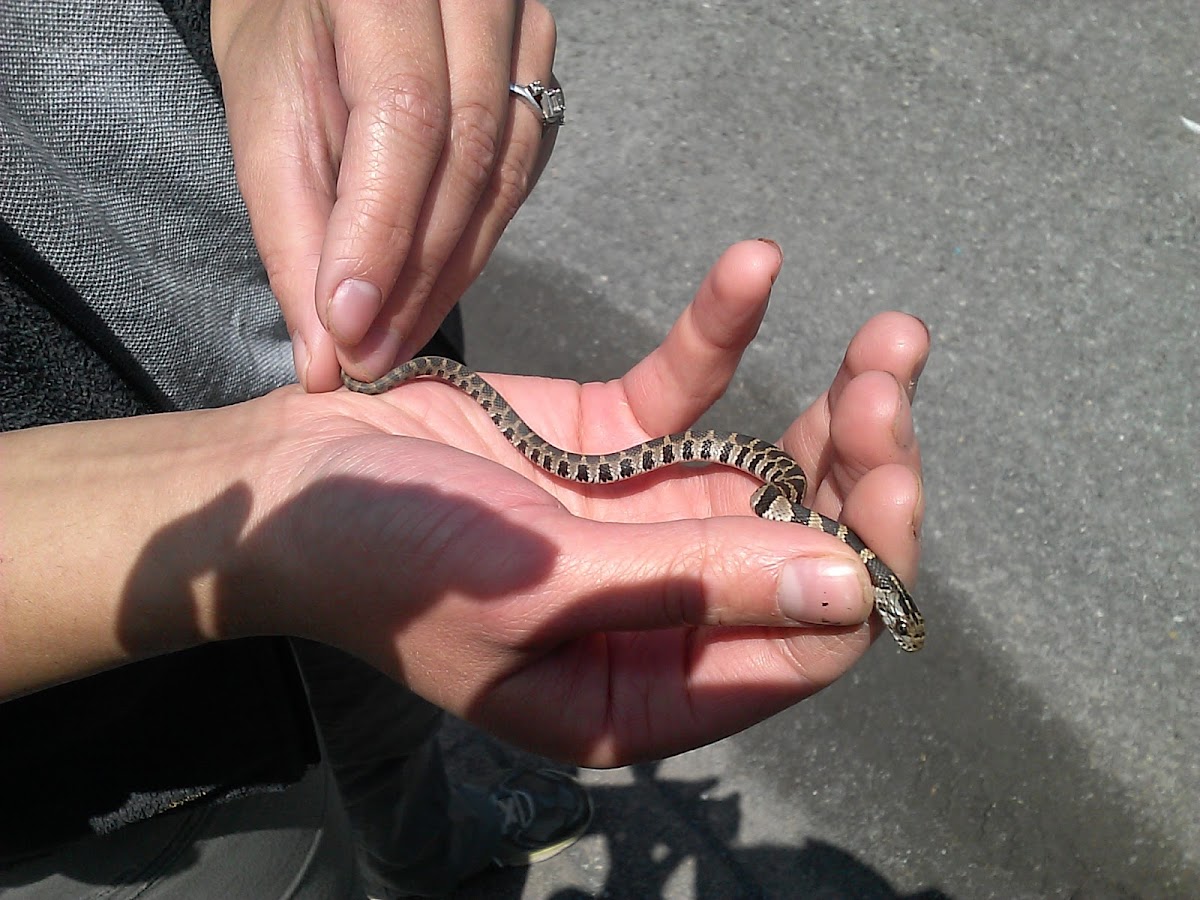 Northern Water Snake