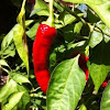 Red Chili Pepper