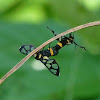 Wasp moth, Handmaiden Moth