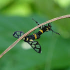 Wasp moth, Handmaiden Moth