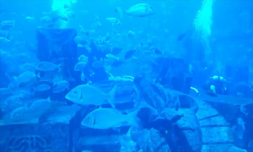 Aquarium Videos Screenshots 1