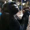 Lowland Gorilla