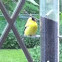 Male GoldFinch