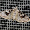 Palpita Moth