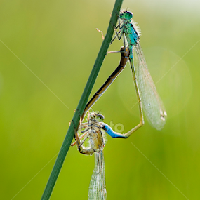 Damselfly Love by MIhail Syarov - Animals Insects & Spiders