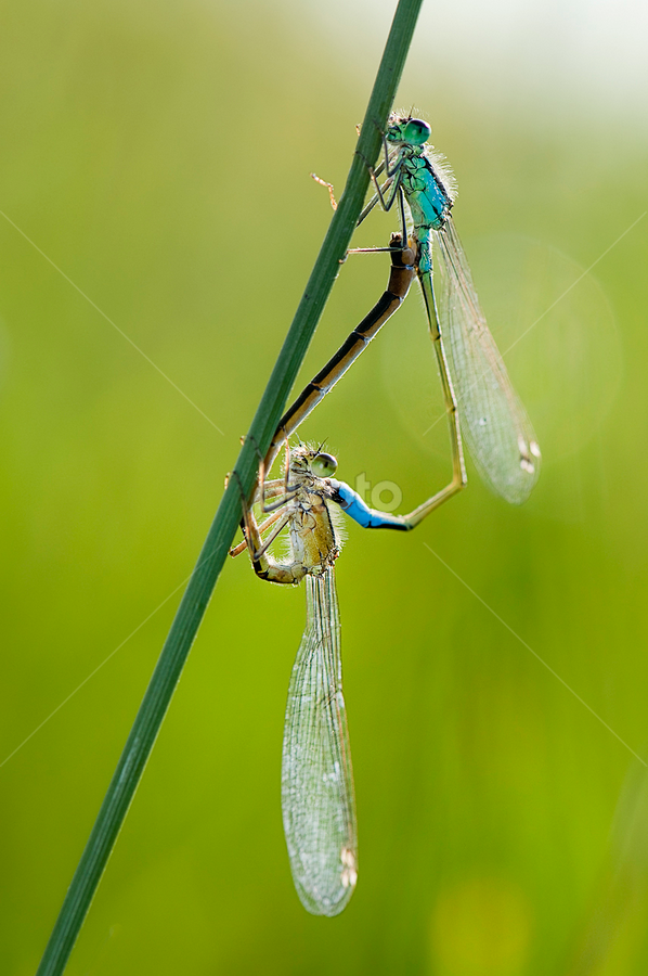 Damselfly Love by MIhail Syarov - Animals Insects & Spiders