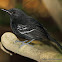 Rio Branco Antbird