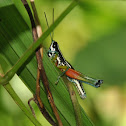 Chitaura grasshopper