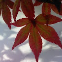 Japanese maple