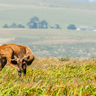 Tule Elk