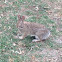 Whitetail rabbit
